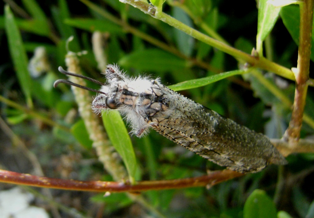 Pimelia bipunctata -  lo spazzino delle spiagge